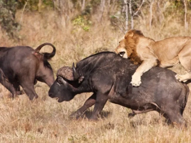 lion hunting prey